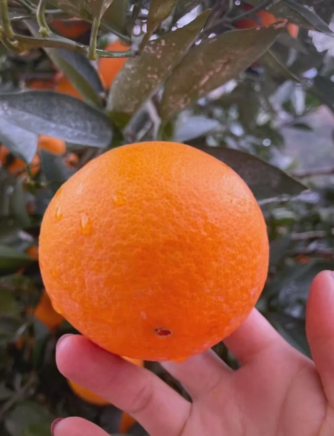 Red orange (red orange, yellow, green, blue, purple, what is the next sentence)